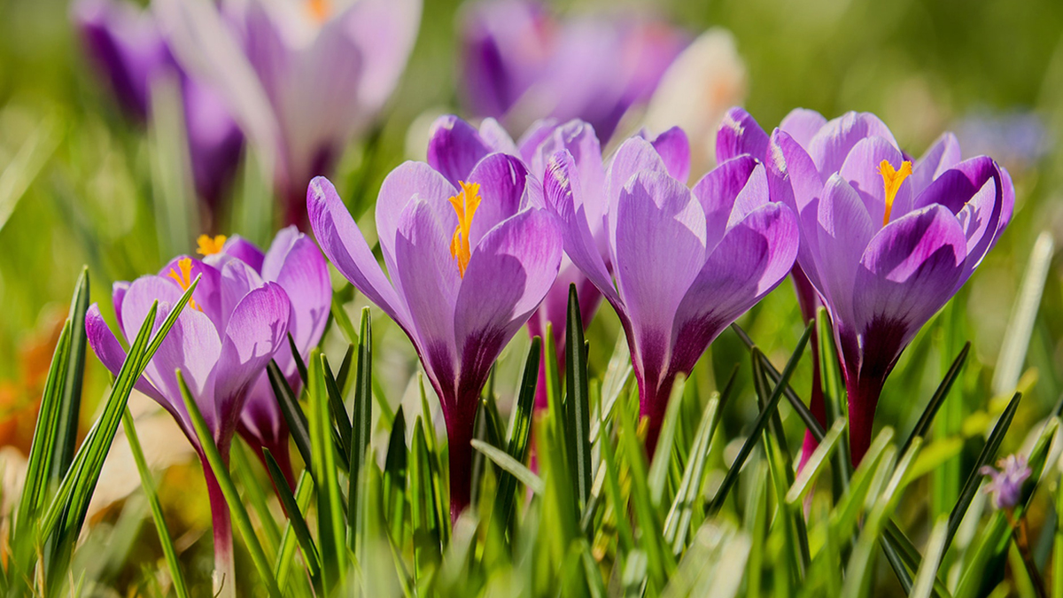 crocus flowers