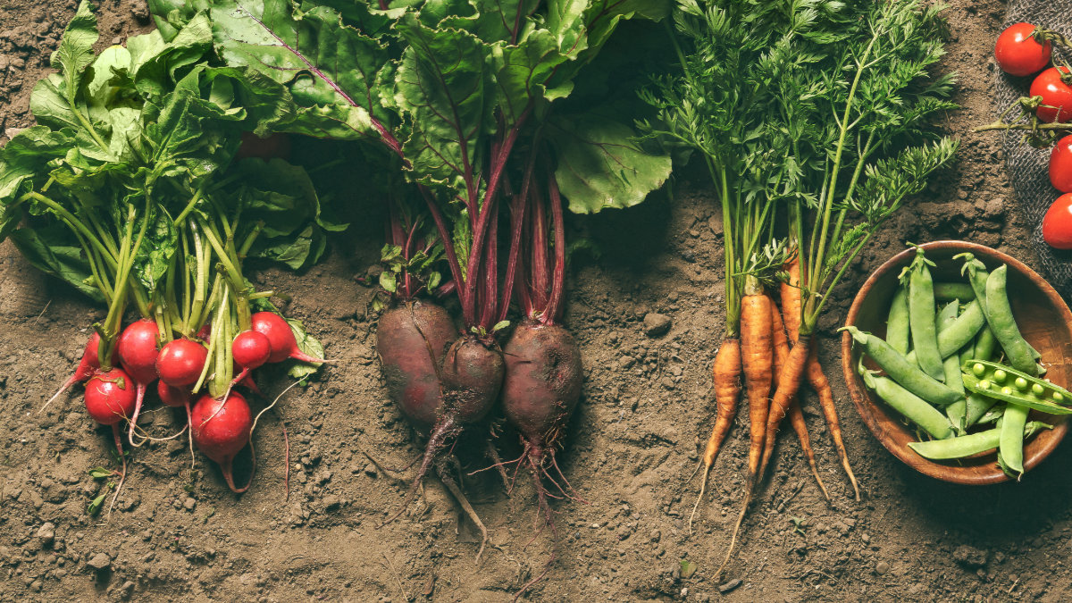 fresh vegetables, peas, radish, tomato, carrot, beetroot on grou
